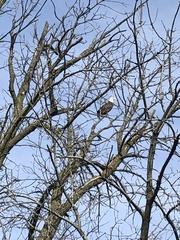 Haliaeetus leucocephalus