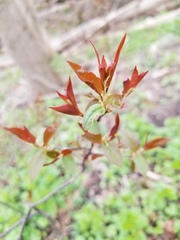 Prunus virginiana