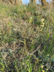 Camelina rumelica