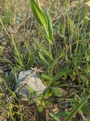 Camelina rumelica