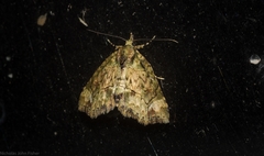 Tamba conscripta
