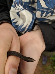 Aspidura trachyprocta