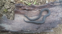 Atractus