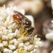 Lasioglossum arctifrons - Photo (c) Gustavo Peña, some rights reserved (CC BY-NC), uploaded by Gustavo Peña