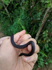 Aspidura trachyprocta