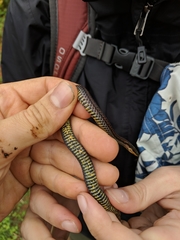 Aspidura trachyprocta