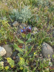 Anchusa arvensis orientalis