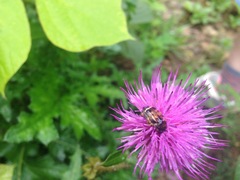 Lasiotrichius succinctus