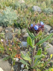 Anchusa arvensis orientalis