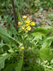 Youngia thunbergiana