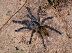 Pterinochilus murinus