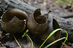 Urnula