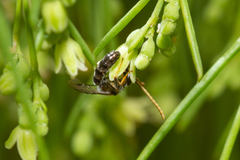 Lasioglossum loetum
