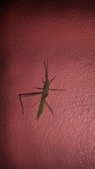 Acrida cinerea