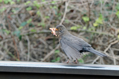 Turdus merula