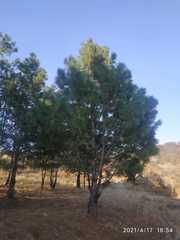 Pinus veitchii