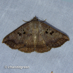 Blasticorhinus rivulosa