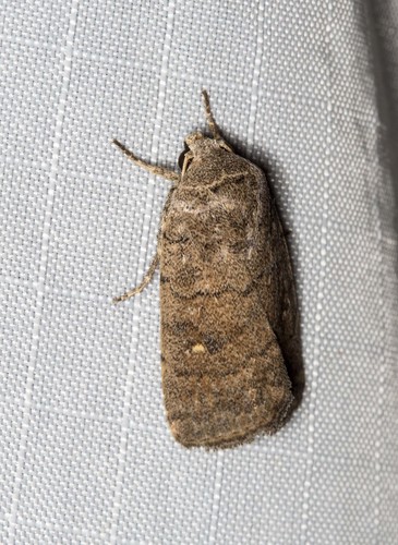 Athetis reclusa (Walker, 1862)