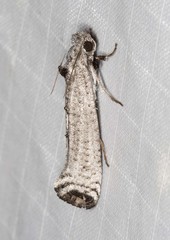 Micrerethista nigrapex