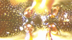 Monotomidae