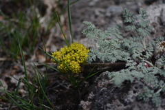 Lomatium foeniculaceum