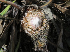 Protea scabriuscula