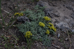 Lomatium foeniculaceum