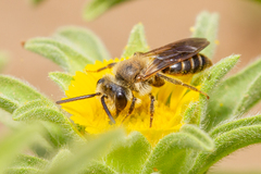 Andrena mediovittata