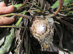 Protea scabriuscula