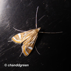 Strepsinoma croesusalis