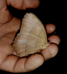 Taygetis rufomarginata