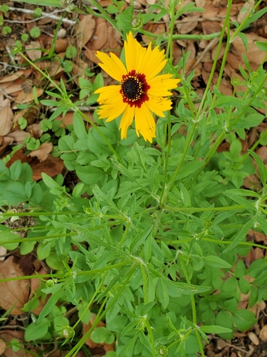 Coreopsis basalis image