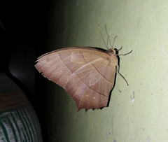 Taygetis rufomarginata