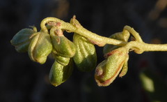 Helianthemum squamatum