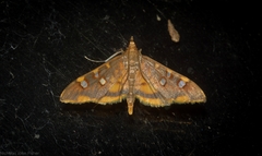 Prophantis