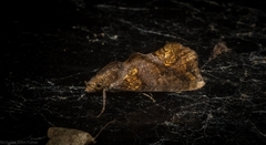 Plusiodonta arctipennis