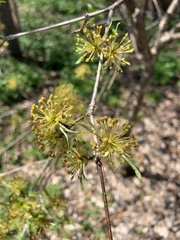 Cornus officinalis