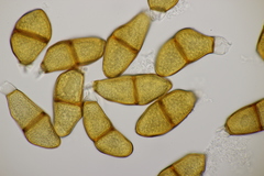 Puccinia liliacearum