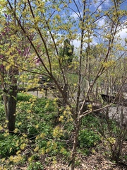 Cornus officinalis