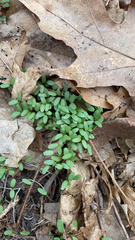 Floerkea proserpinacoides