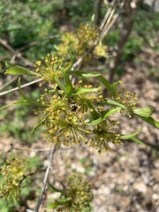 Cornus officinalis