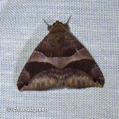 Bastilla arcuata