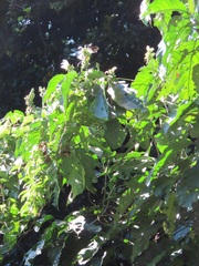 Justicia adhatodoides