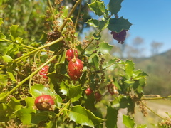 Plagiotrochus quercusilicis