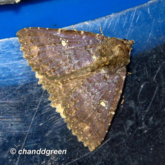 Hypersypnoides submarginata