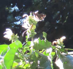 Justicia adhatodoides