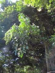 Justicia adhatodoides