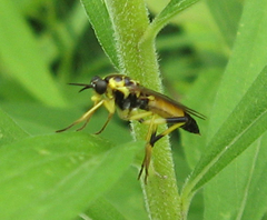 Xylomya terminalis