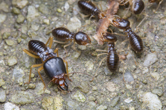 Macrotermes carbonarius