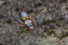 Nesogaster amoenus
